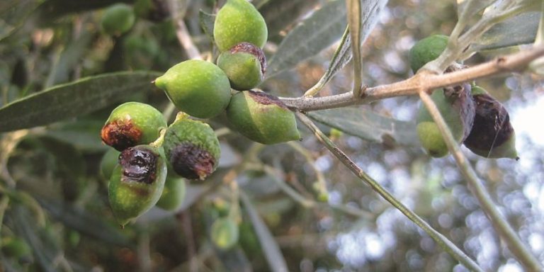 15Νοε2018 –  Μάθε τι παίζει –  Γιάννης Διαννελάκης