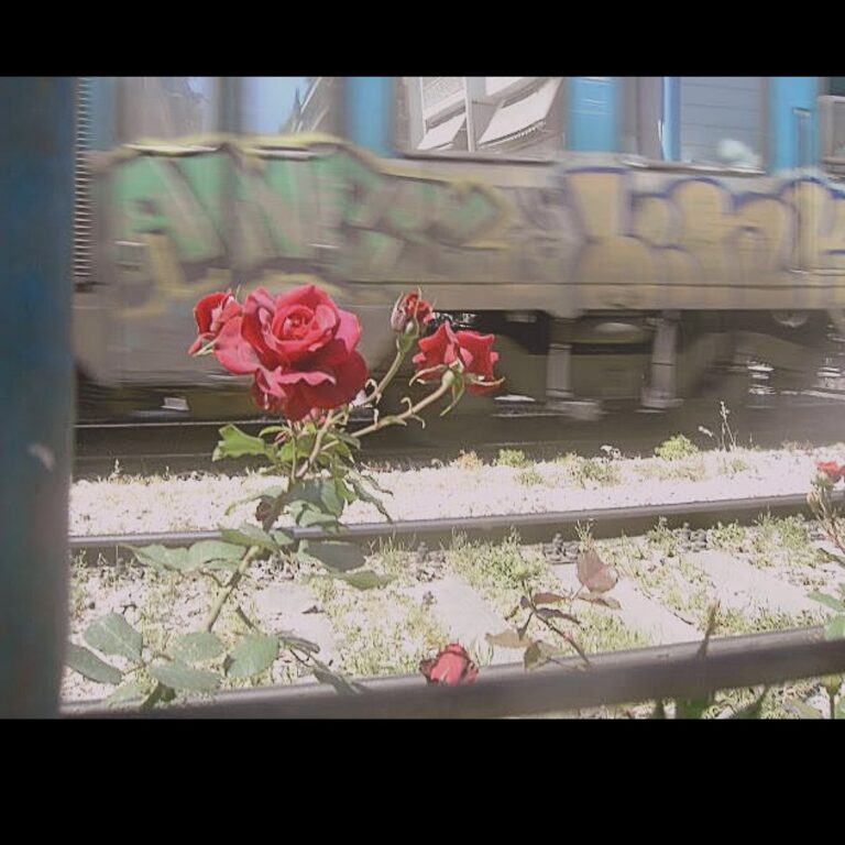 Ηλιοτρόπια με τον Γιάννη Παπουτσάκη | 22.08.22