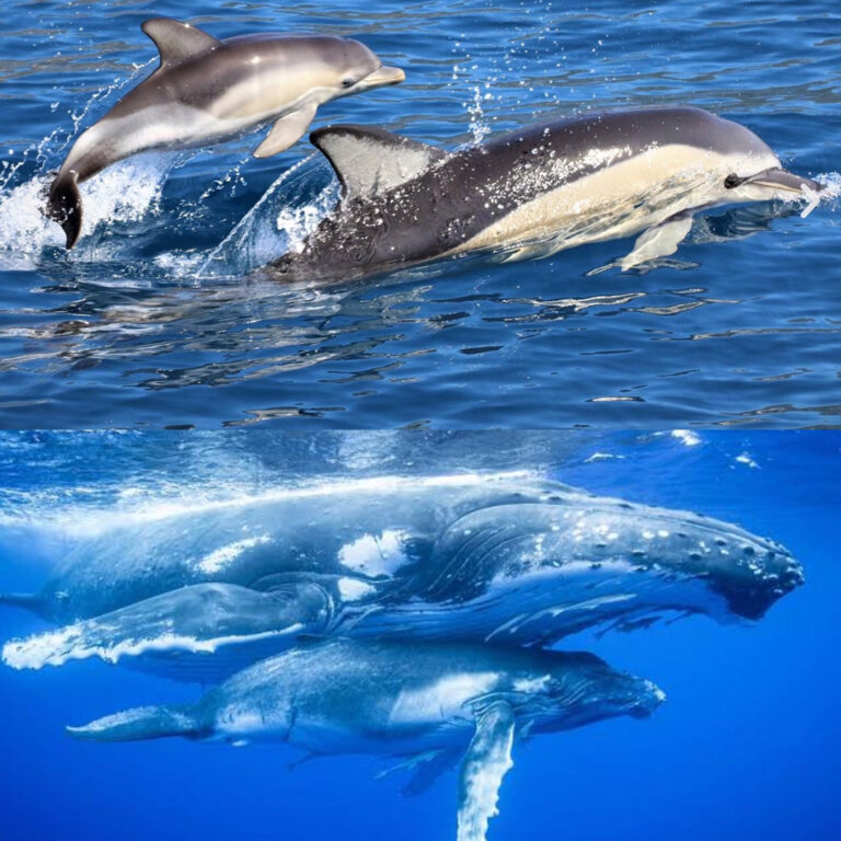 Infinitely Curious: Marine Sanctuaries | 06.04.2025