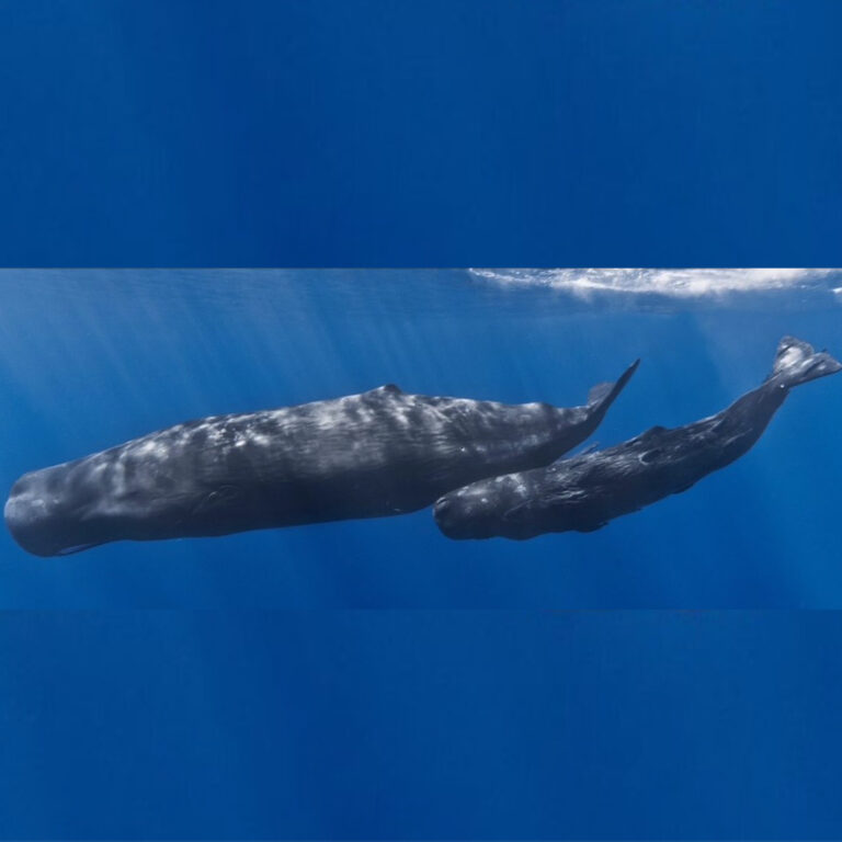 Infinitely Curious: In the path of giants – Sperm whales | 25.05.2025