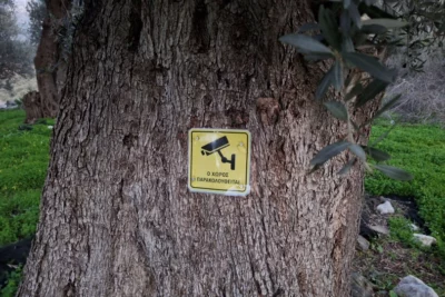 Οι επίδοξοι ληστές ελαιών, ας το σκεφτούν ξανά… | 02.12.2025